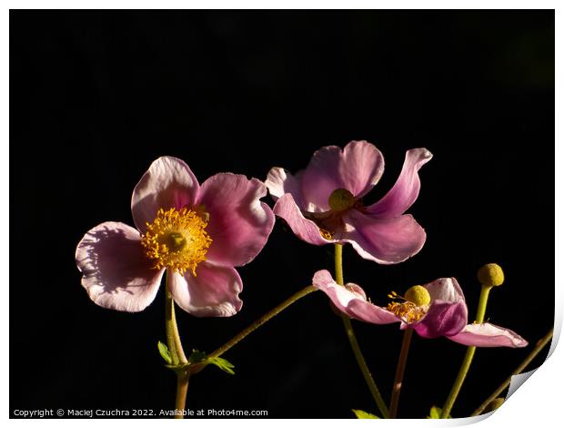 Blooming Japanese Anemone Print by Maciej Czuchra