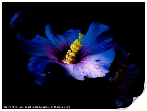 Blooming Purple Hibiscus Bathing in Sunlight Print by Maciej Czuchra