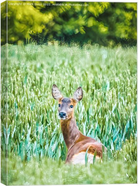 A Deer in a Corn Field Canvas Print by Mark Dunn