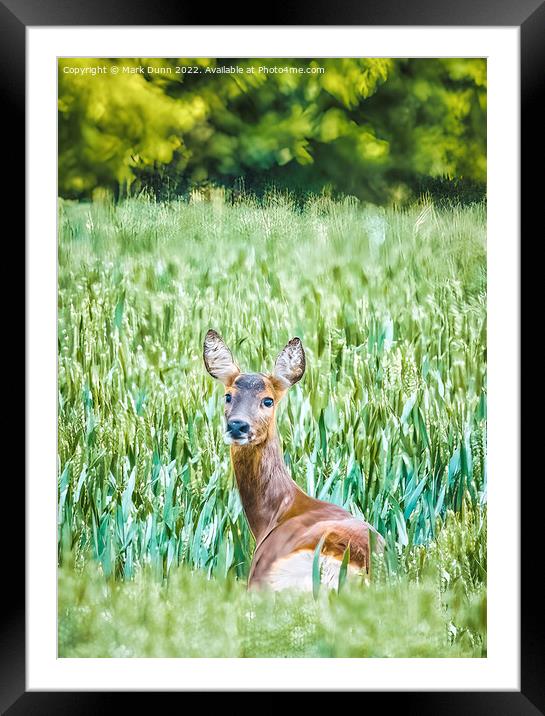 A Deer in a Corn Field Framed Mounted Print by Mark Dunn