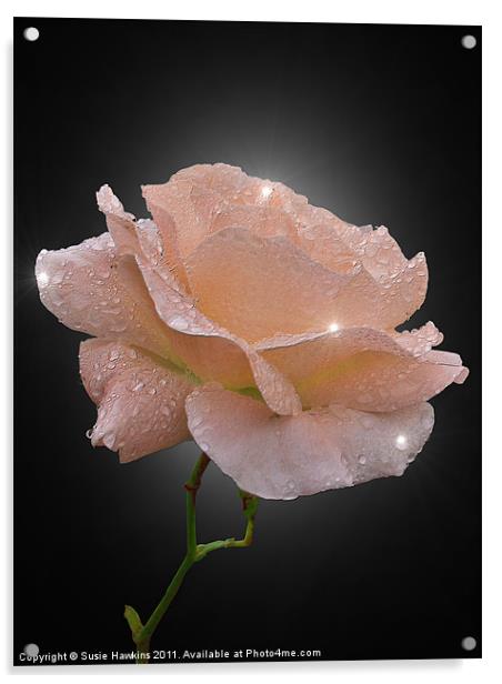 Crystal Rose Acrylic by Susie Hawkins