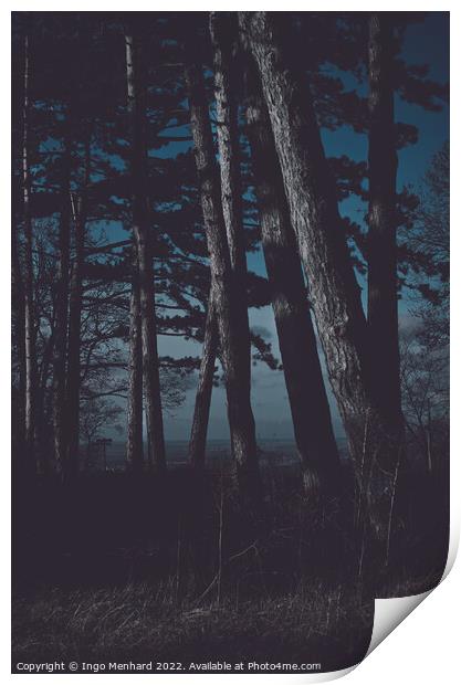 Forest at night matte look Print by Ingo Menhard