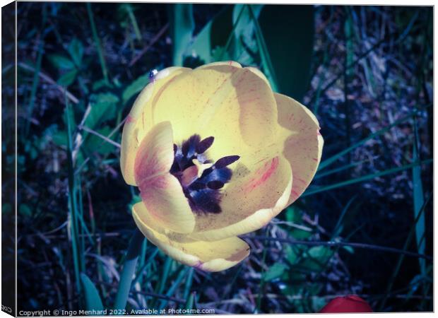 Closeup shot of a yellow tulip Canvas Print by Ingo Menhard