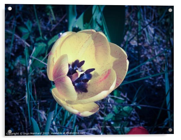 Closeup shot of a yellow tulip Acrylic by Ingo Menhard