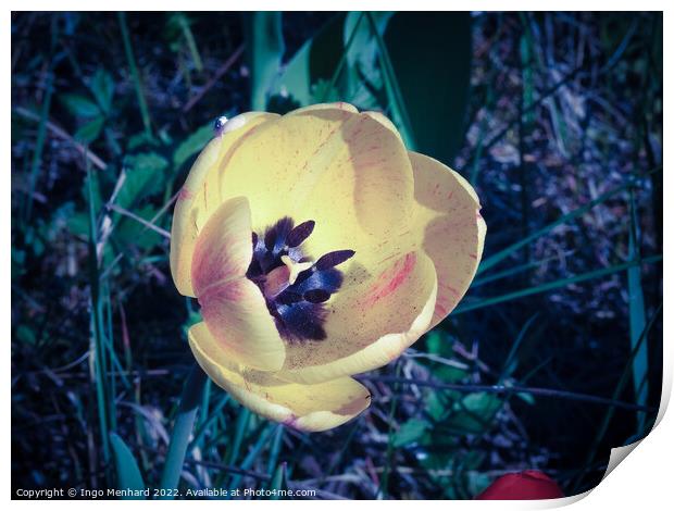 Closeup shot of a yellow tulip Print by Ingo Menhard