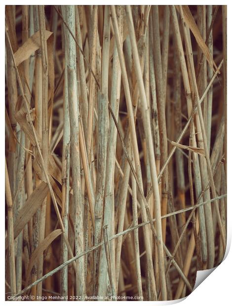 Vertical shot of dried twigs and branches, wood texture background Print by Ingo Menhard