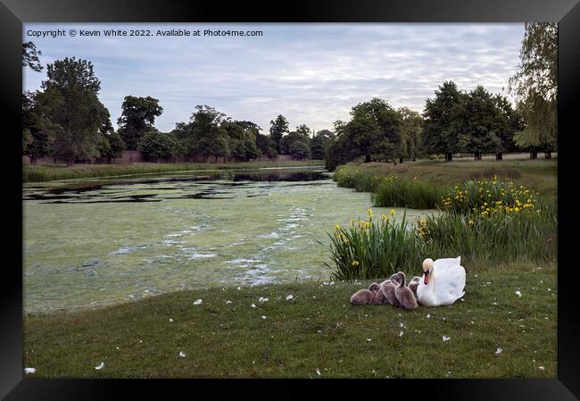 Hampton Wick pond in Home Park Framed Print by Kevin White