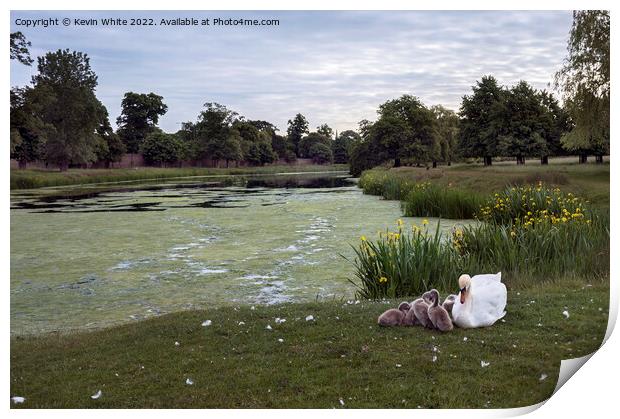 Hampton Wick pond in Home Park Print by Kevin White