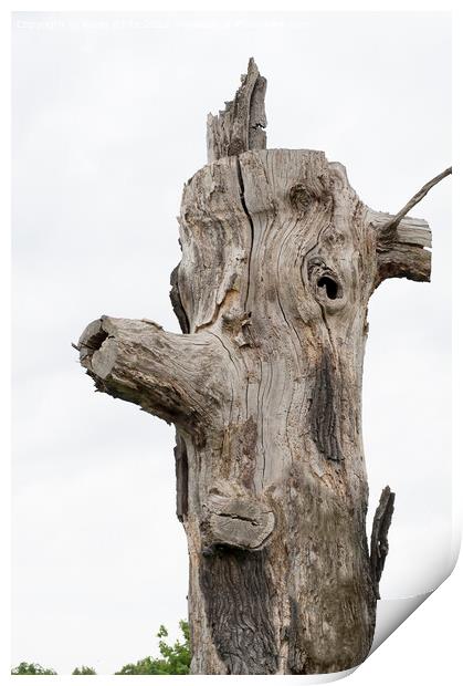 Funny log face Print by Kevin White