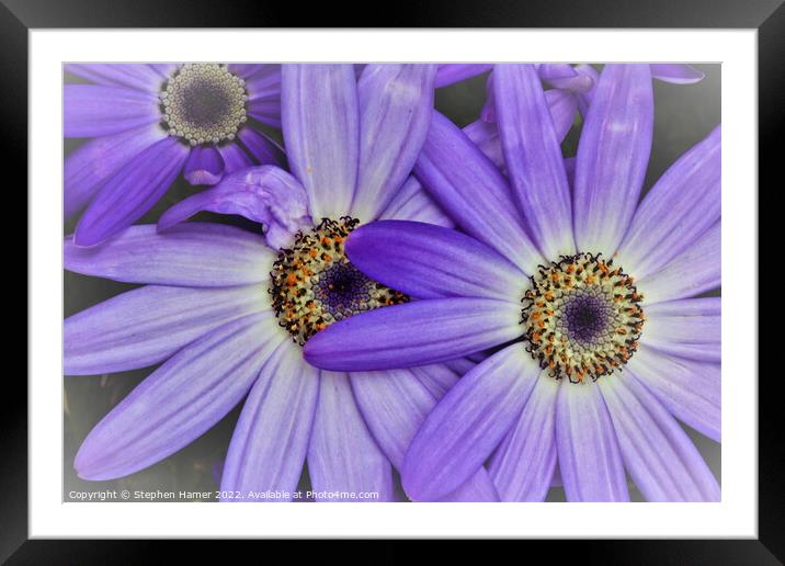 Enchanting Senetti Blossoms Framed Mounted Print by Stephen Hamer