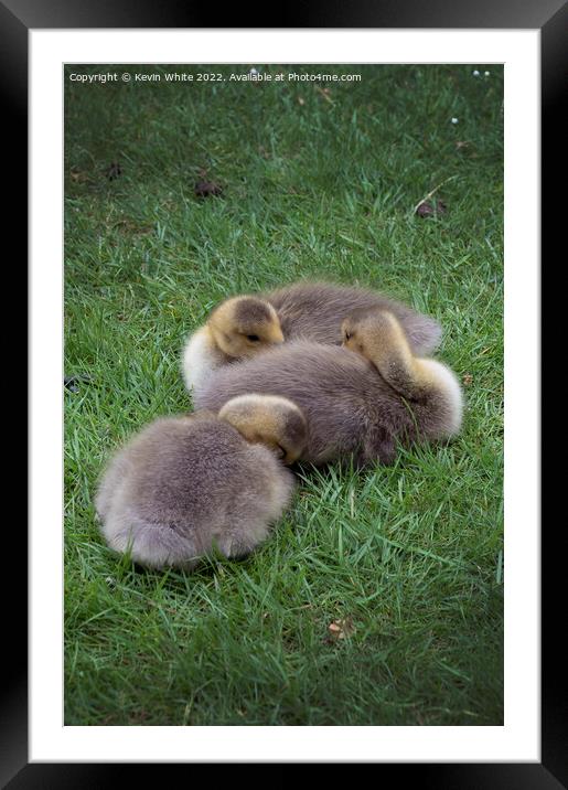 Little balls of fluff Framed Mounted Print by Kevin White