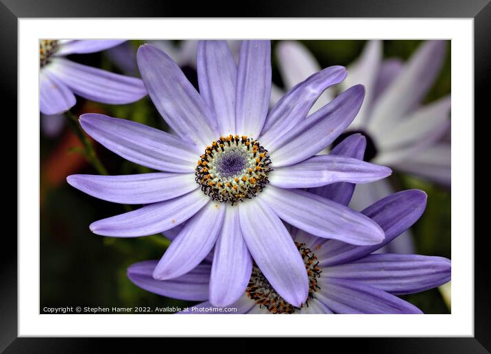 Vibrant Senetti Bloom Framed Mounted Print by Stephen Hamer