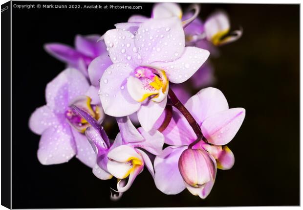 Orchid flower Canvas Print by Mark Dunn