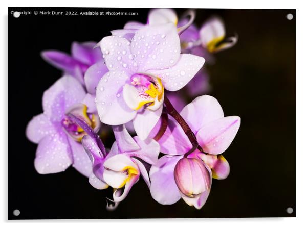 Orchid flower Acrylic by Mark Dunn