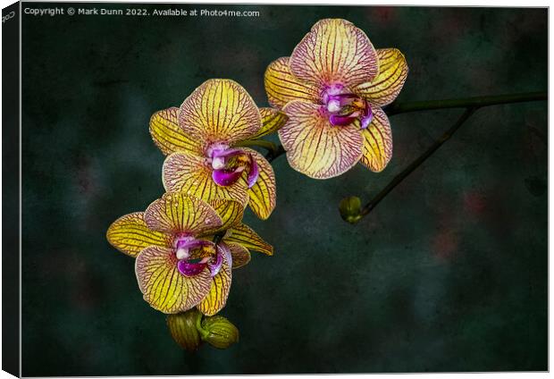 A close up of an Orchid flower Canvas Print by Mark Dunn