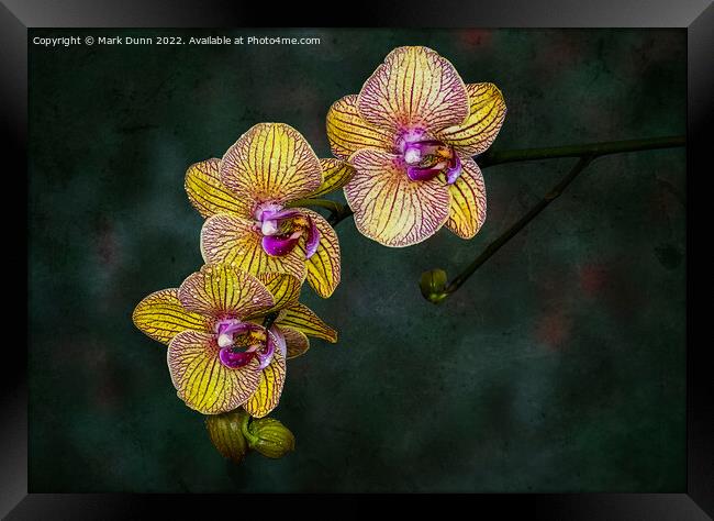A close up of an Orchid flower Framed Print by Mark Dunn