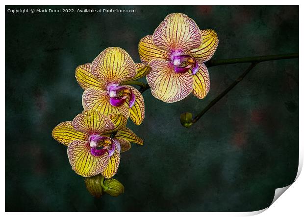 A close up of an Orchid flower Print by Mark Dunn