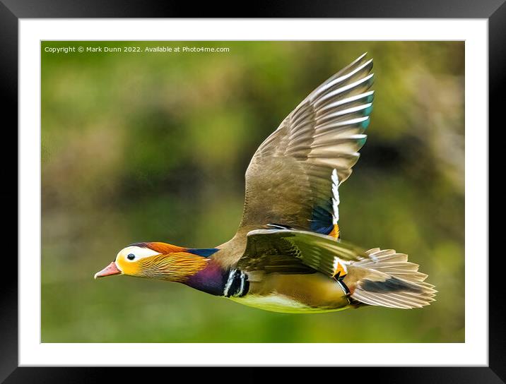 Mandarin Duck in Flight Framed Mounted Print by Mark Dunn