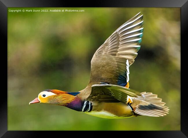 Mandarin Duck in Flight Framed Print by Mark Dunn