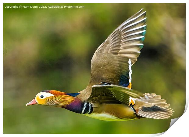 Mandarin Duck in Flight Print by Mark Dunn
