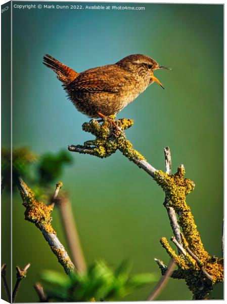 A small Wren perched on a tree branch Canvas Print by Mark Dunn