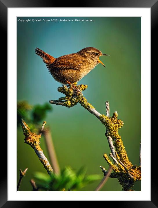 A small Wren perched on a tree branch Framed Mounted Print by Mark Dunn