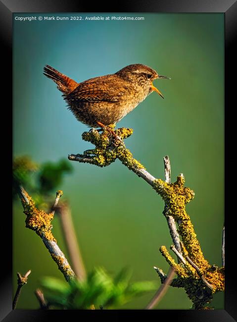 A small Wren perched on a tree branch Framed Print by Mark Dunn