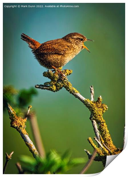 A small Wren perched on a tree branch Print by Mark Dunn