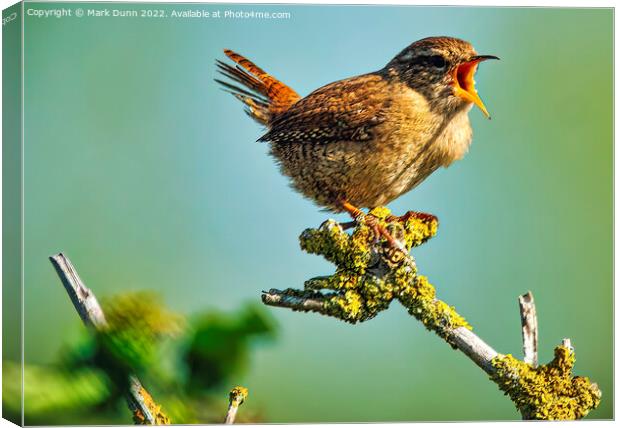 Wren perched on a tree singing Canvas Print by Mark Dunn
