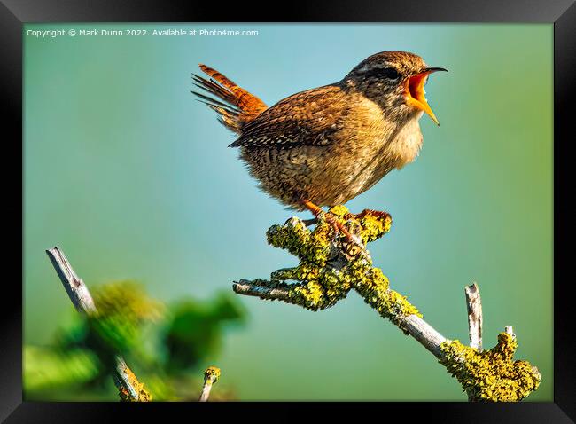 Wren perched on a tree singing Framed Print by Mark Dunn