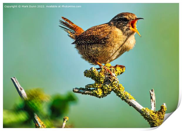 Wren perched on a tree singing Print by Mark Dunn