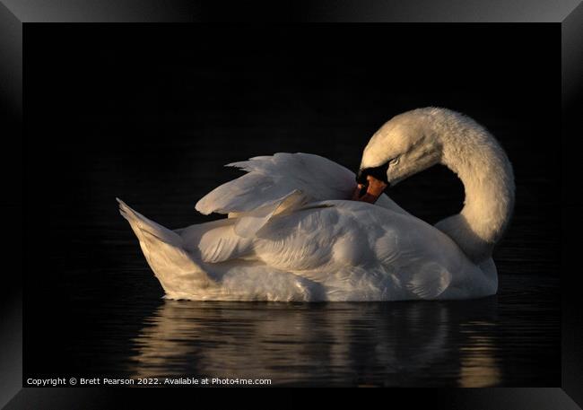 Mute Swan Framed Print by Brett Pearson