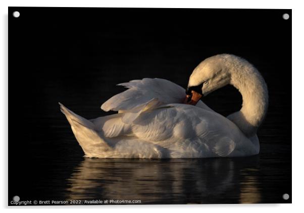 Mute Swan Acrylic by Brett Pearson