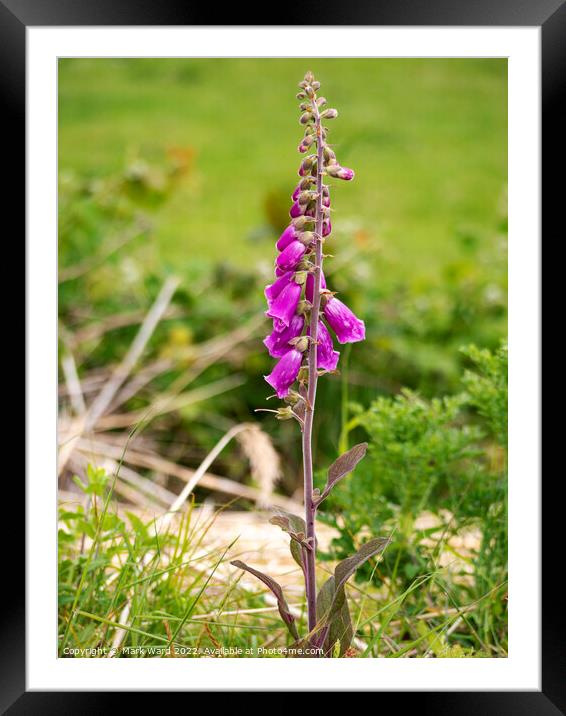 Foxglove in Nature. Framed Mounted Print by Mark Ward