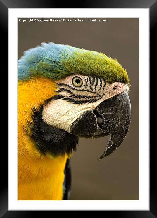 Scarlet Macaw Framed Mounted Print by Matthew Bates