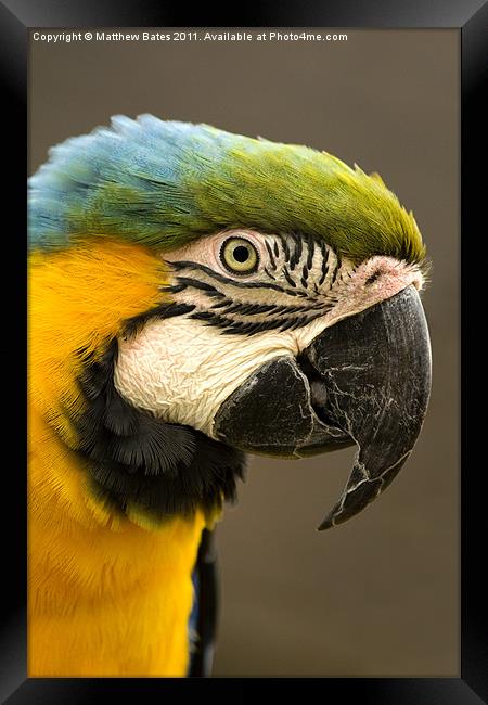 Scarlet Macaw Framed Print by Matthew Bates
