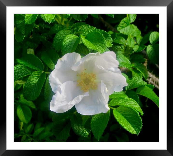White rose Framed Mounted Print by Stephanie Moore