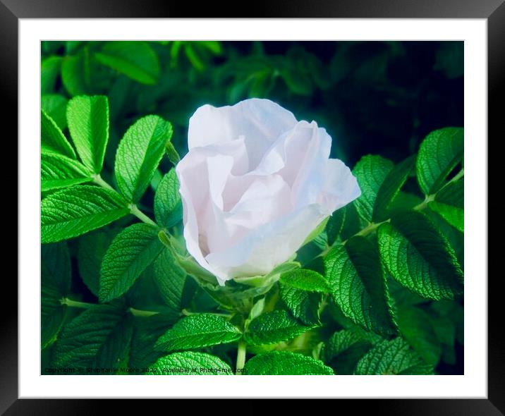 White rose bud Framed Mounted Print by Stephanie Moore