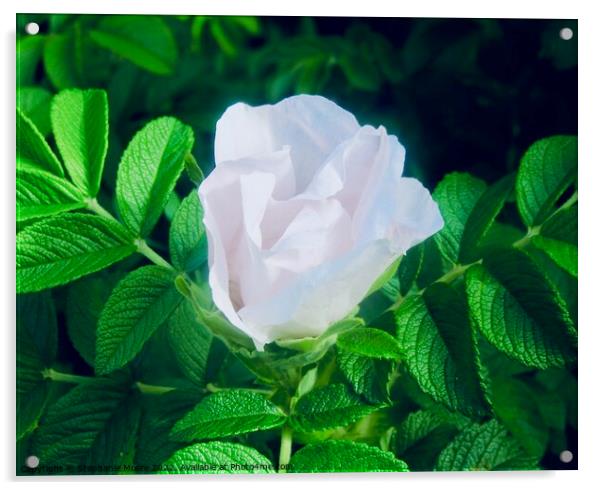 White rose bud Acrylic by Stephanie Moore