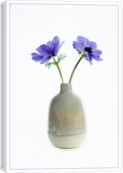 Blue anemonies in ceramic vase. Canvas Print by Robert Murray