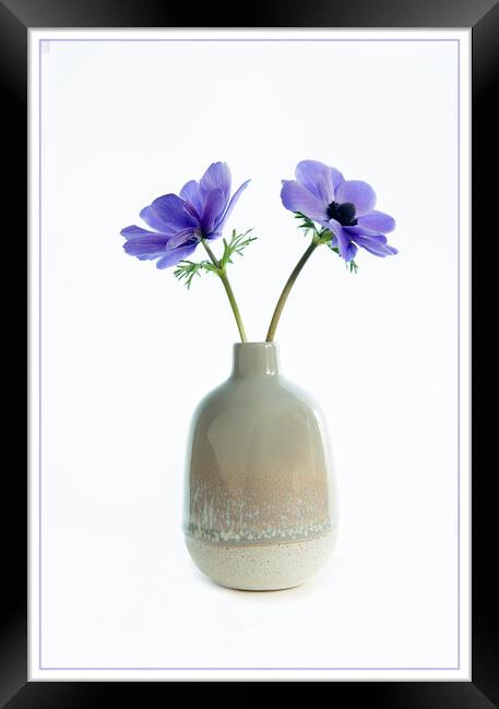 Blue anemonies in ceramic vase. Framed Print by Robert Murray