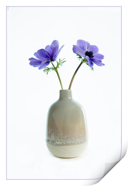 Blue anemonies in ceramic vase. Print by Robert Murray