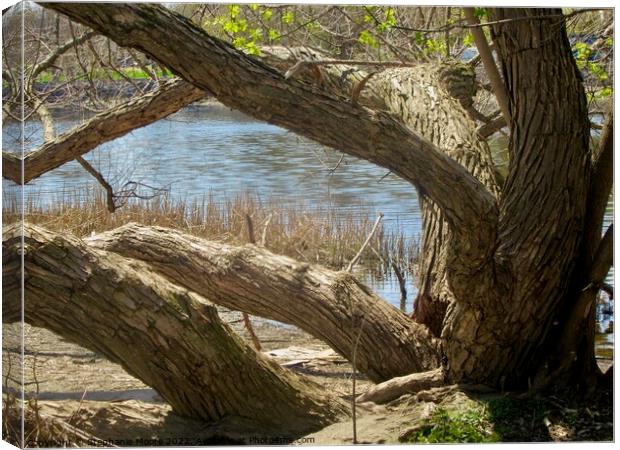 Old willow tree Canvas Print by Stephanie Moore