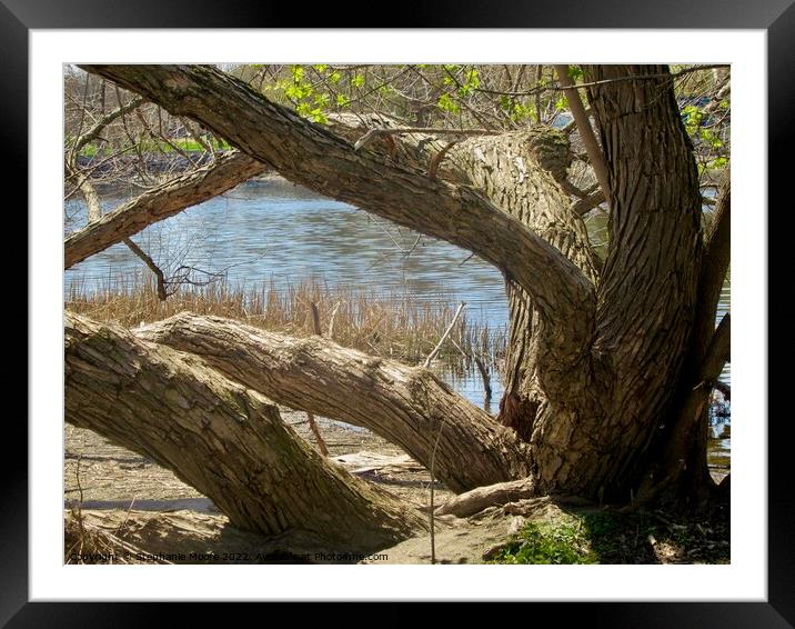 Old willow tree Framed Mounted Print by Stephanie Moore