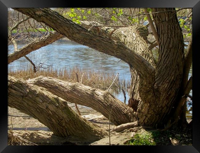 Old willow tree Framed Print by Stephanie Moore