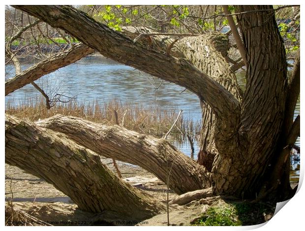 Old willow tree Print by Stephanie Moore