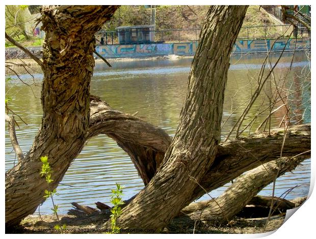 Old willow tree Print by Stephanie Moore