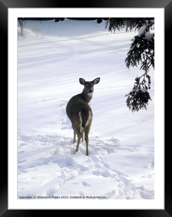 A deer standing in the snow Framed Mounted Print by Stephanie Moore