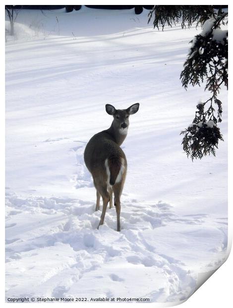 A deer standing in the snow Print by Stephanie Moore