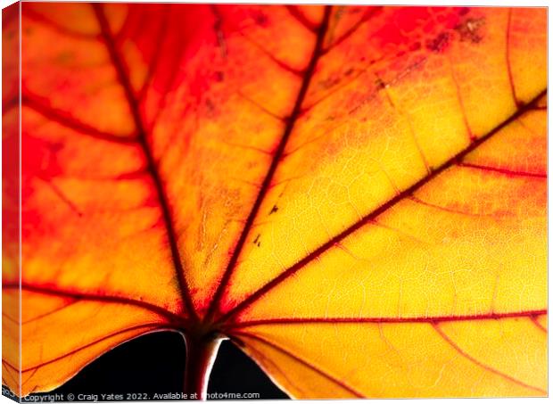 Autumn Leaf close up Canvas Print by Craig Yates